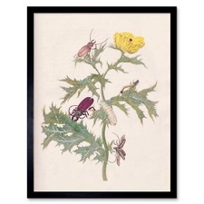 Merian Metamorphosis Beetle Insect Plant Flower Wall Art Print Framed 12x16