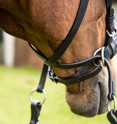 Nero Taglia Pony EasyTrek Premium in Pelle Bitless Briglia /& Pinza redini