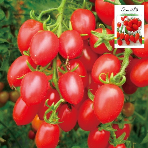 Spring Chinese Vegetable Seeds yard garden Colorful package 原厂彩包阳台春夏播蔬菜黄瓜种子籽