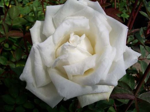 Bush Plant Healthy Low Maint EarthKind Roses Ducher Pure White China Rose 2 Gal