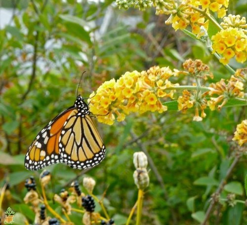 Honeycomb Butterfly Bush Buddleia Weyeriana Live Plant Garden Golden Glow Yard