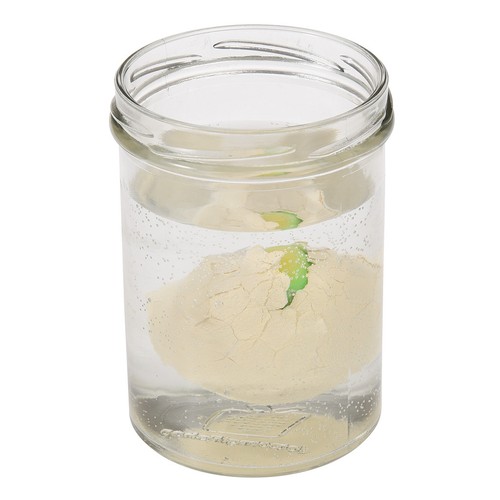 Rex London HATCH YOUR OWN DINOSAUR EGG