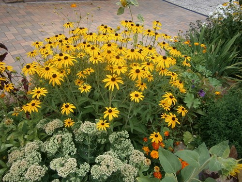 STAUDENSAMEN LESEN! Rudbeckia fulgida LEUCHTENDER SONNENHUT