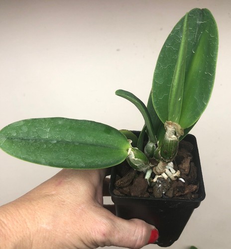 Walkeriana Kenny Potted Fragrant Brazilian Species