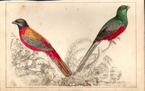 1866 - PRINT FROM GOLDSMITH//CUVIER BIRDS UNKNOWN 3 ORIGINAL HAND-COLOURING