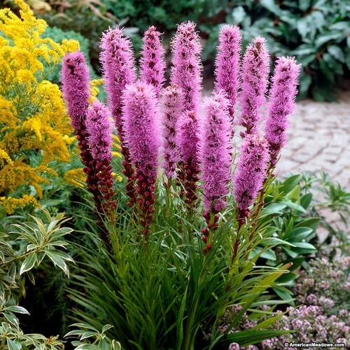 Gayfeather Blazing Star Flower Seeds Liatris Spicata 50+Seeds