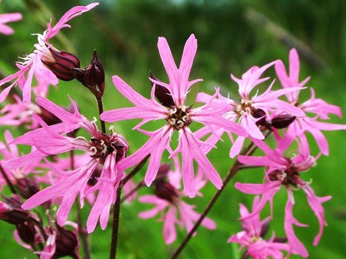 Stabilito LYCHNIS FLOS CUCULI Ragged Robin pianta originaria Meadow Bee impollinatore