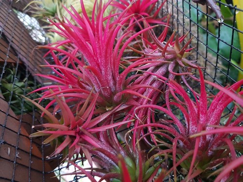Tillandsia ionantha,fille de l/'air,bromeliacée,air plant x3