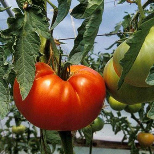 125x Samen Beefsteak Tomaten Samen Bio Garten Früchte Köstliche Pflanzensamen!