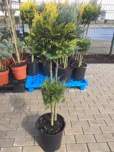 Koniferen Mix Pon Pon 110cm Formgehölz Glauca Stardust Sonderformen Formgehölze