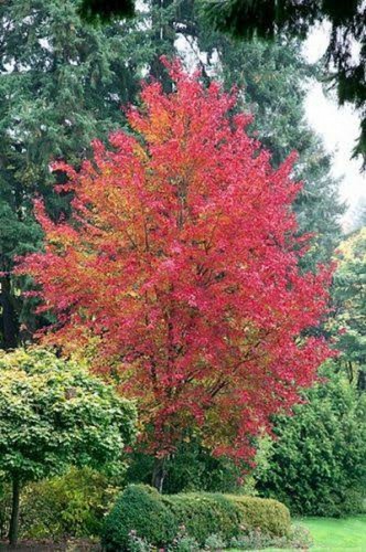 TRIDENT MAPLE SEEDS ACER BUERGERIANUM COLOUR FEATURE TREE