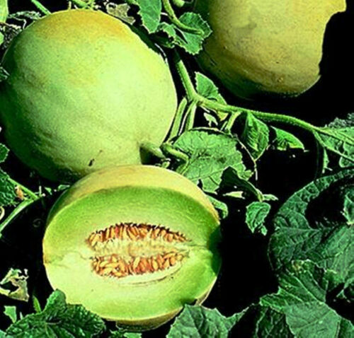 10 Seeds Jumbo Honeydew Melon Sweet Fruits White Antibes Cultivar Muskmelons