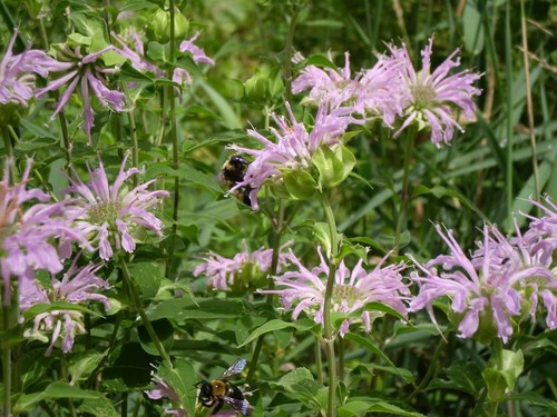 FreeGift 2000 BEE BALM LEMON MINT MONARDA Flower Seeds