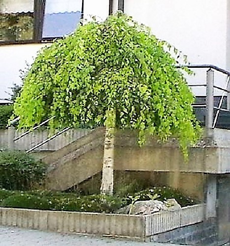 50 Argent Pleurant Bouleau Arbre Blanc Européen Betula Pendula Alba Semences