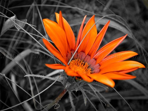ORGANGE FLOWER BLACK WHITE BACKGROUND CONTRAST PHOTO ART PRINT POSTER BMP2192A