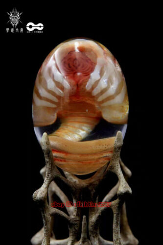 Alien Covenant GK Alien Egg Limited Edition Transparent Aliens Statue Pre-order