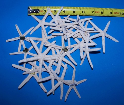 12 WHITE BLEACHED FINGER STARFISH STAR FISH WEDDING SHELLS 3-4/" ITEM # WSF3-12