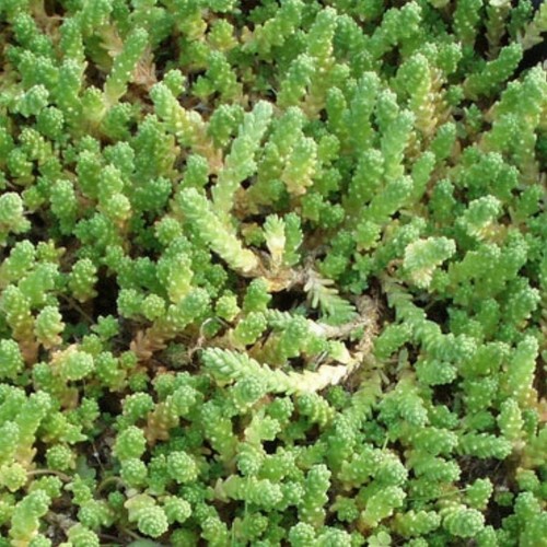 Acri Sedum AUREUM 5x Fresh Ritagli NO Root Stonecrop Alpine succulente