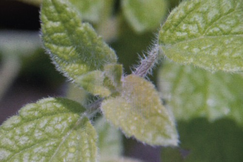 altissima #804 10 Samen Kreta-Melisse,Melissa officinalis ssp