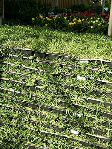 Augustine /'Seville/' Sod Plugs Salt /& Shade Tolerant Turf Grass St Drought