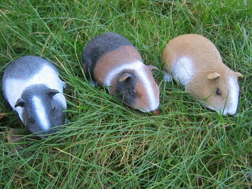 TIERFIGUR 8477 A SCHWARZ WEISS MEERSCHWEINCHEN FIGUR GARTENFIGUR DEKOFIGUR