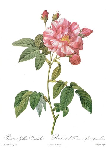 1990 Vintage REDOUTE ROSE /"STRIPED ROSE OF FRANCE/" COLOR Art Print Lithograph