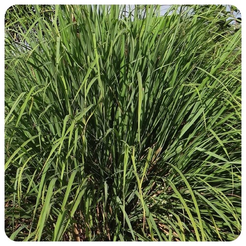 Ostindisches Zitronengras Cymbopogon flexuosus Gewürz Heilpflanze Kübelpflanze