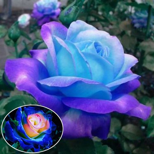 100 Stücke Bunte Rose Blumensamen Hausgarten Pflanzen Seltene Blumensamen Neu