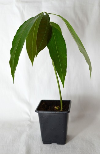 Perez kesar Indiano Mango Seedling esotico frutto tropicale Albero Mangifera indica