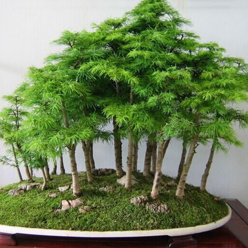 60×Bonsai Japanese White Pine Samen Pinus Parviflora-Grünpflanzen Baum NEU