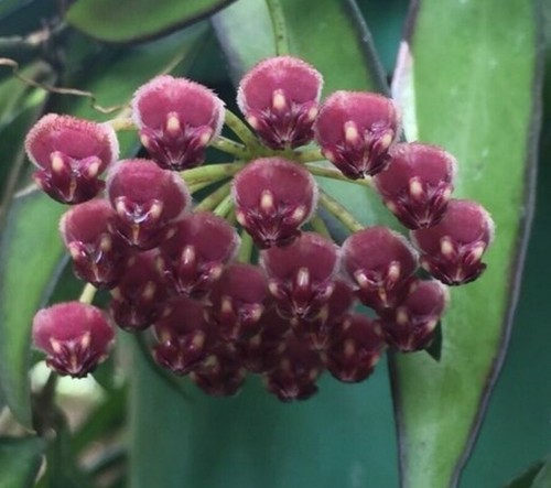 HOYA WAYETII VARIEGATA TRICOLOR Esqueje de 10cm aprox sin raiz