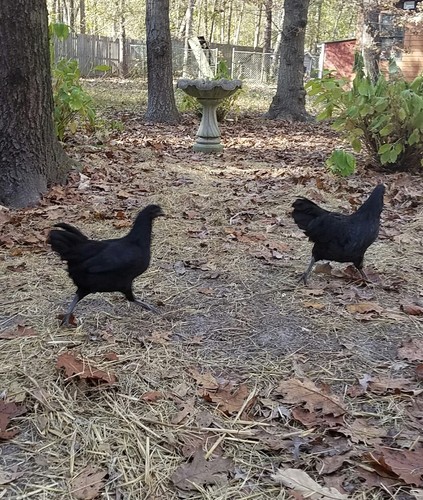 6 Rare Swedish Black Hen Fertile Hatching Eggs Rare Breed Exotic Unique Chicken