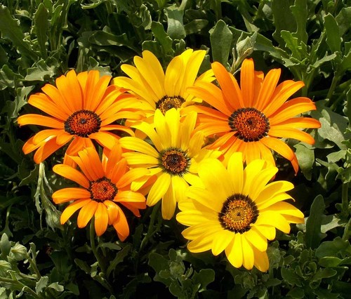 Fleur African Daisy Dimorphotheca 600 Finest Graines de fleurs