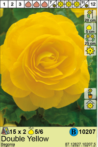 @//// \\@ Begonia Begonie /" Gelb /" ◕‿◕