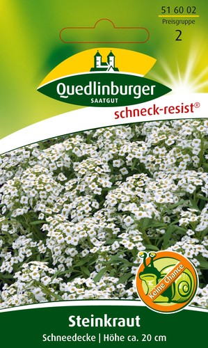 Pierre herbe neige Lobularia Maritima 516002 quedlinburger ar5353