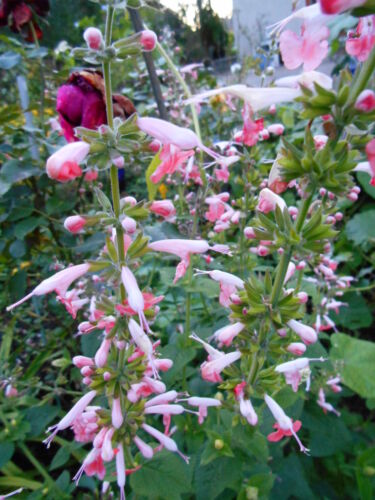 1+1 gratis Ziersalbei in rosa Samen Blumen Rarität