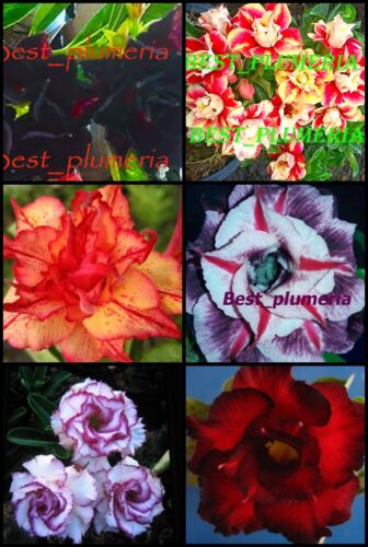 BEAUTIFUL ADENIUM /"Mixed/" 6 GRAFTED PLANTS Save Space!