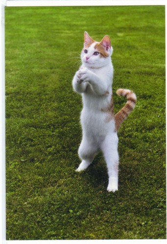 Ansichtskarte standing white cat weiße Katze macht Männchen