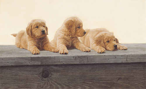 /"Golden retriever Puppies/" John Weiss Anniversary Giclee Canvas