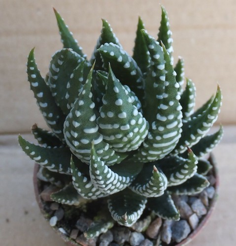 Haworthia coarctata 6cm Alto Sottile a puntini sudafricana ROSETTA succulente