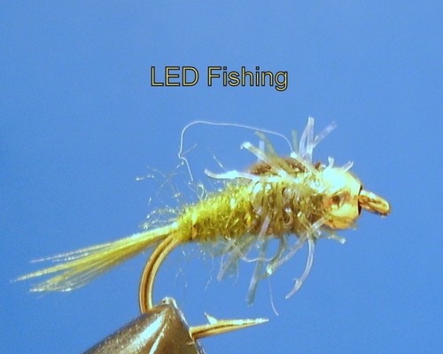 6 x UV FRITZ GOLDHEAD SHORTSHANK NYMPHS SIZE 12 BY AQUASTRONG 109