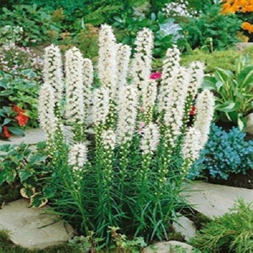 5-100 LIATRIS FLORISTAN WHITE COLOUR SUMMER FLOWER BULBS//CORMS//TUBERS PERENNIAL