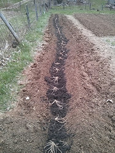 Jersey Asparagus Bare Roots Geen Vegetable Organic Survial Untreated Food Garden