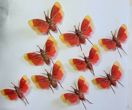PYROPS HAMDJAHI SPREAD 10 PCS WHOLESALE BEAUTIFUL PELENG INDONESIA.