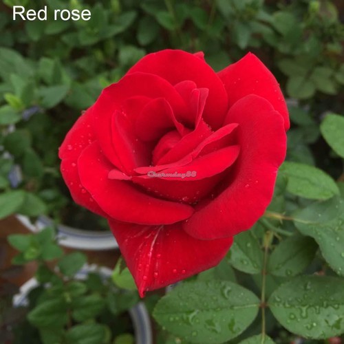 New Nice Adorable Flower Fragrant Seeds Fragrant Blooms Rose Flower C1MY