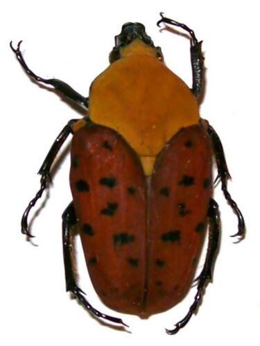Conradtia principalis Colorful beetle Taxidermy REAL Insect