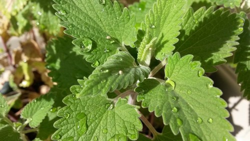 ☺10000 graines de cataire nepeta cataria herbe à chat