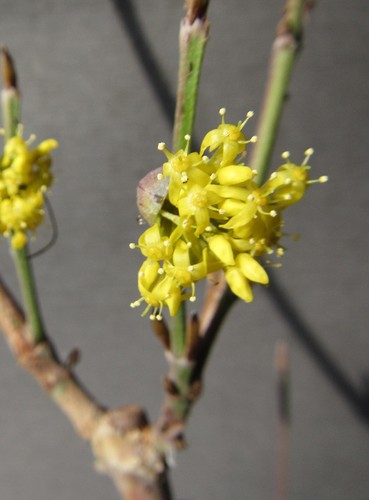 Cornus mas /'Kasanlak/' großfrüchtige Kornelkirsche winterharte Pflanze 80-100cm