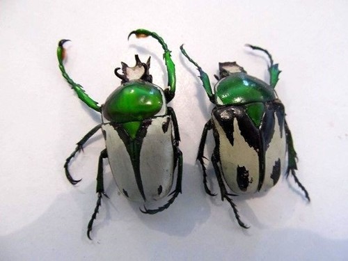 Ranzania bertolonii PAIR Taxidermy REAL unmounted Insect Beetle