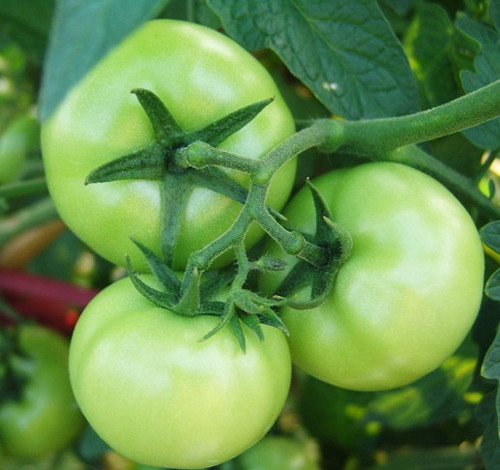 Original Package 30 Green Tomato Seeds Emerald Lycopersicon Fruit Plants B043